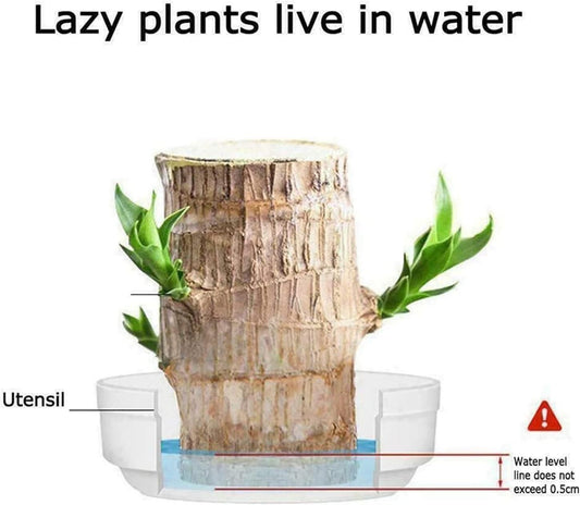 Brazilian Lucky Wood, Mini Home Plant Decorations ( Buy 1 Get 1 Free)